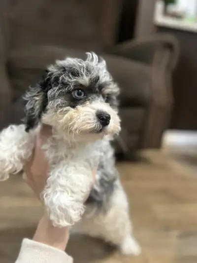 ❤️Micro Bernedoodles, View more