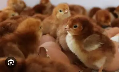 Rhode Island Red Chicks $3, View more