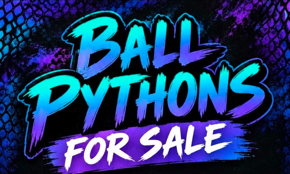 Ball Python's Available - Downsizing | Reptiles & Amphibians for ...