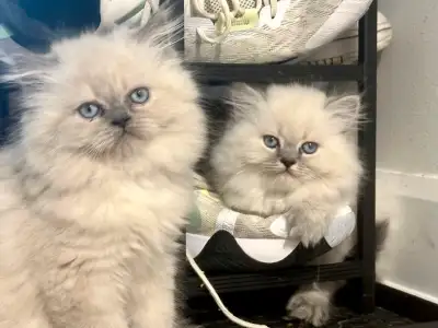 Adorable blue point   Himalayan kittens ❤️❤️ ready to go home, View more