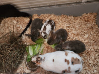5week old minirex bunnies for sale
