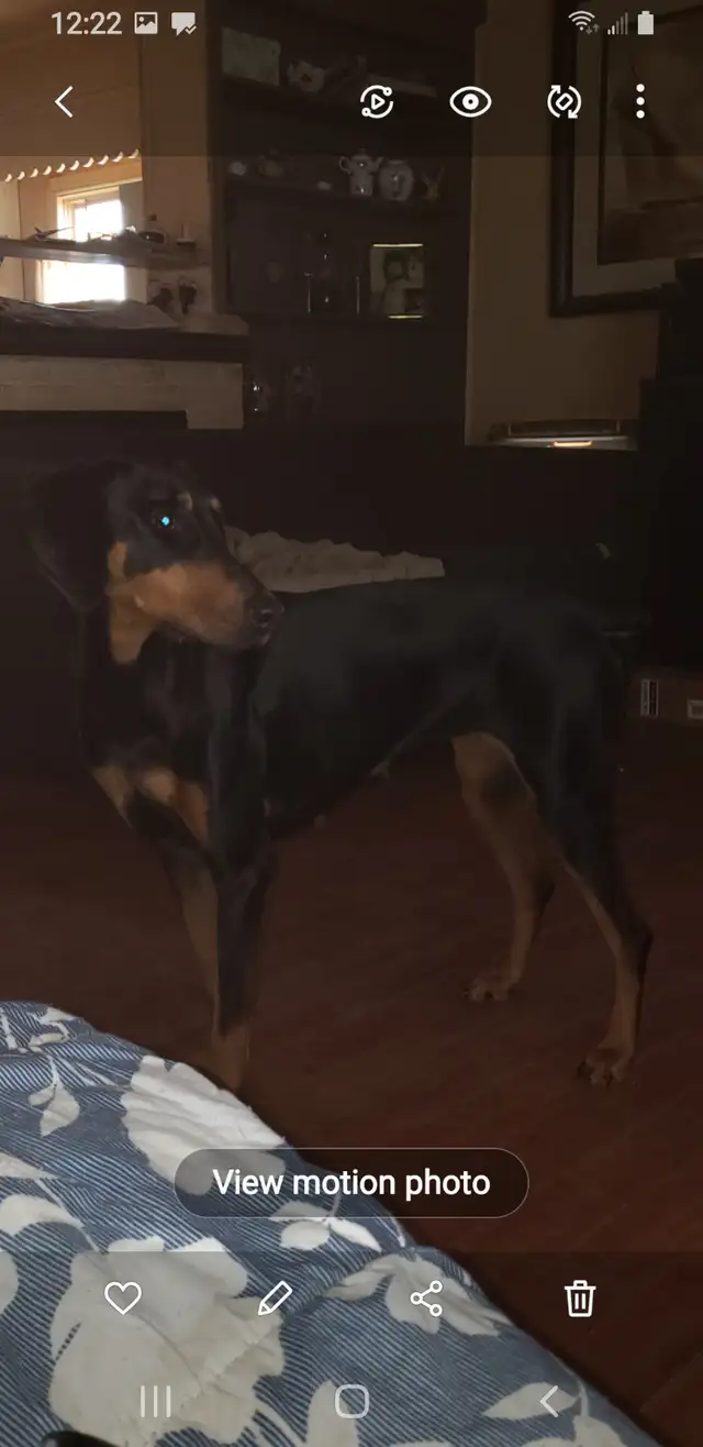 Doberman puppy's in Dogs & Puppies for Rehoming in Sudbury - Image 4