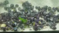 Blue and Purple Mystery Snails