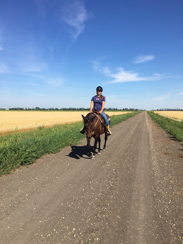 17 year old QH mare for sale in Horses & Ponies for Rehoming in Portage la Prairie - Image 2