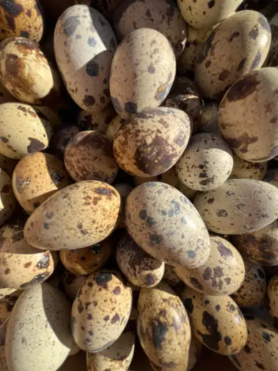 Jumbo Quail Eggs , View more