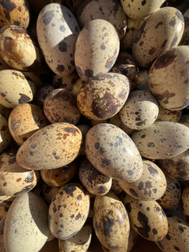 Jumbo Quail Eggs  in Livestock in Hamilton - Image 2