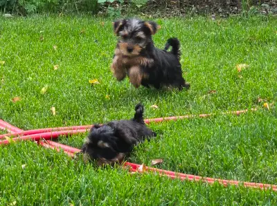 Yorkies for sale, View more