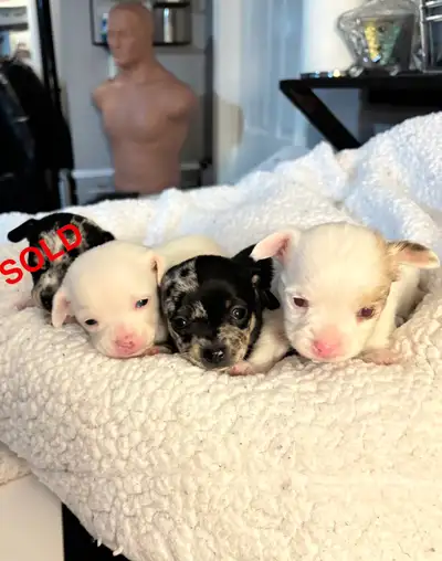 chihuahua puppies, View more