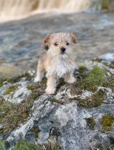 Welcoming families looking for new small cute happy baby Morkie. We gave them lots of care and expec...