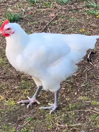Canadian Bresse Rooster