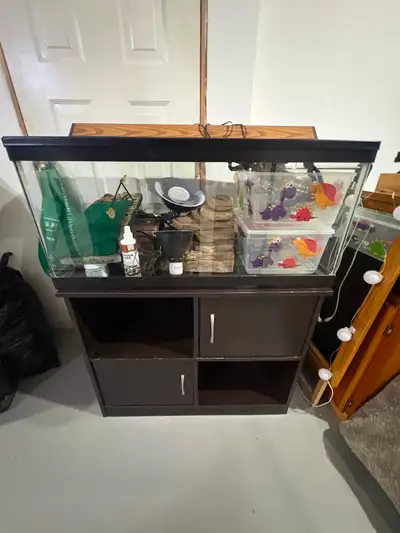 Bearded dragon tank and stand, View more