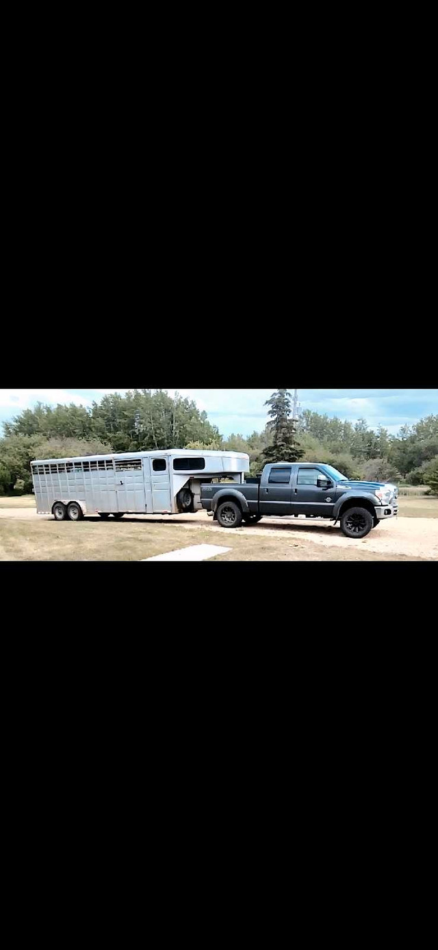 Hauling Available  in Horses & Ponies for Rehoming in Strathcona County - Image 2