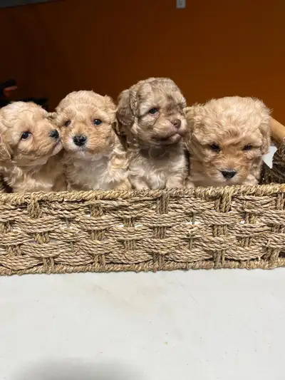 Bichon poodle puppies, View more