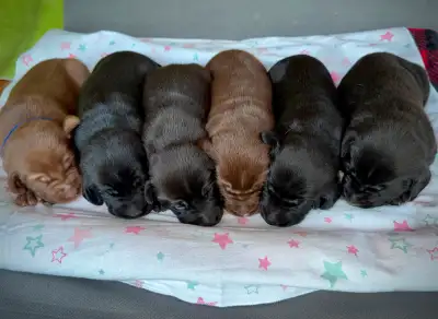 CKC Black/Chocolate Labrador Pup!  Health/Performance Tested!, View more