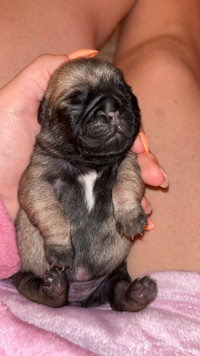 Pure breed pugs ready in June !