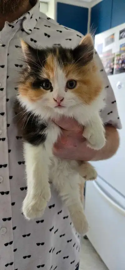 Adorable chaton femele calico , View more