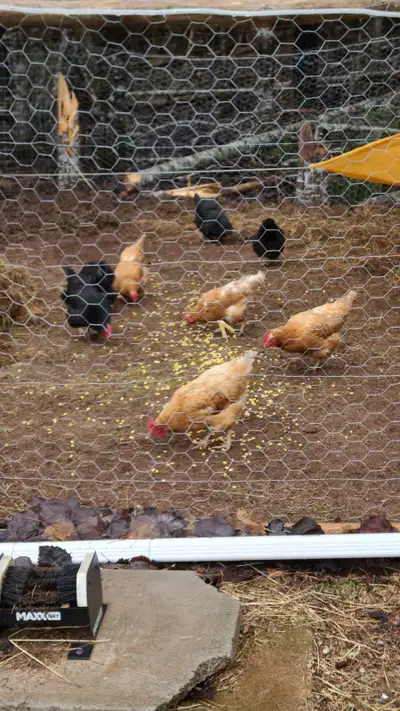 FREE. Five barnyard mix, and 2 silkie laying hens with 2 silkie roosters. The hens are starting to l...