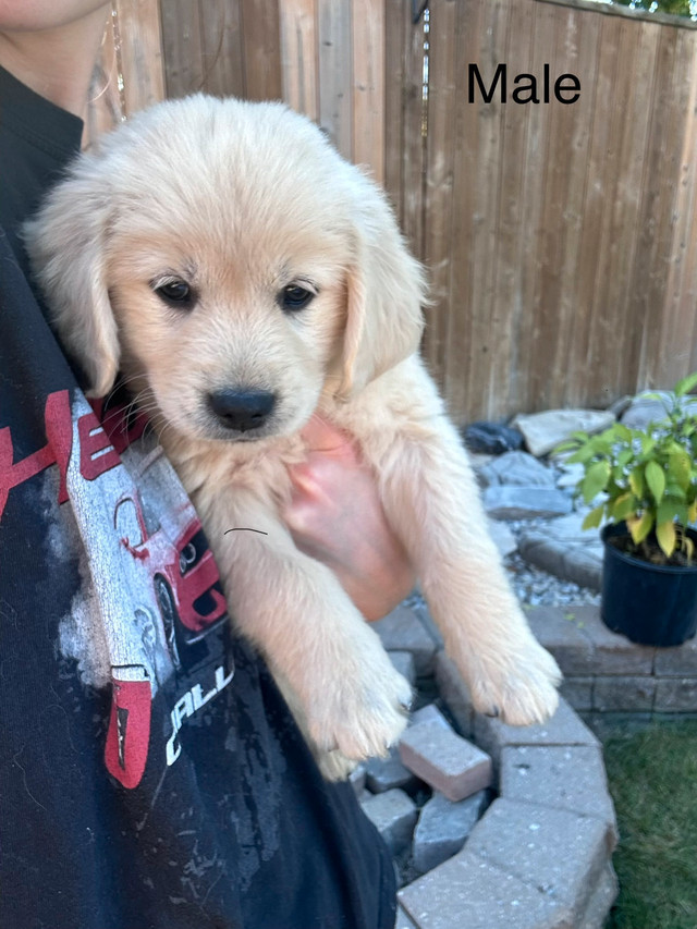 pure bred golden retrievers in Dogs & Puppies for Rehoming in Windsor Region - Image 2