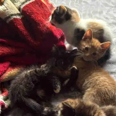 kittens needing their forever homes!, View more