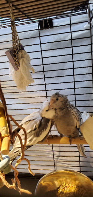 Bébé cockatiel à  vendre dans Oiseaux à adopter  à Ville de Québec