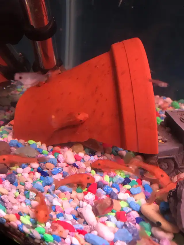 Red Bristle Nose Plecos in Fish for Rehoming in Woodstock - Image 7