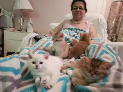 Cute Adorable British short hair 6 weeks old female and male, View more