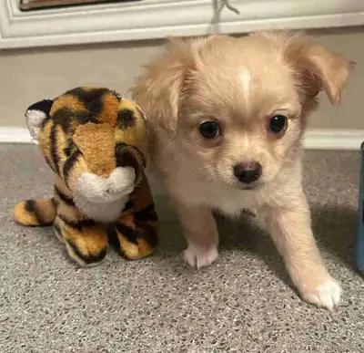 Male Fawn with White Coat Purebred Chihuahua Puppy, View more