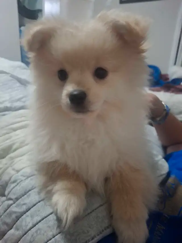 Pomeranian Puppy Available in Dogs & Puppies for Rehoming in London - Image 6