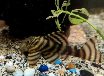 L397 red tiger pleco 2.75", View more