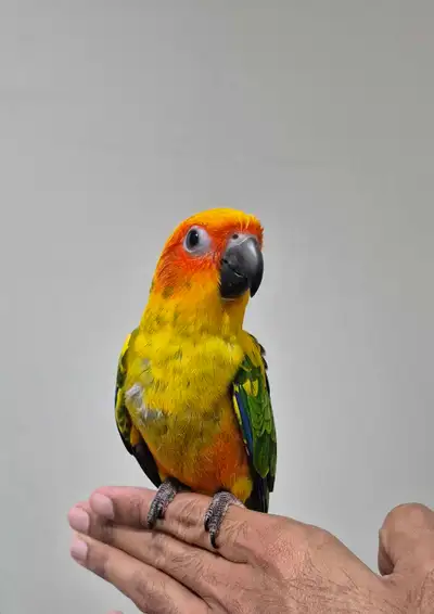 MALE baby sun conure available, View more