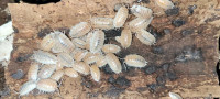 Isopods and Springtails 