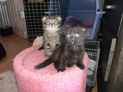 Russian Blue X Scottish Fold  (3 KITTENS AVAILABLE), View more