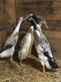 Two Male Indian Runner Ducks for Sale