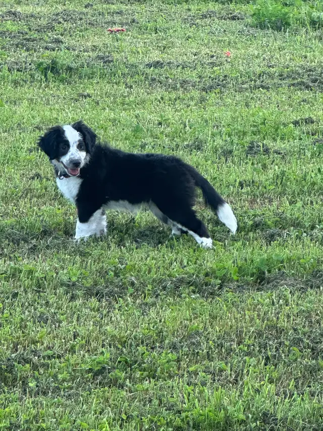 Miniature Australian Shepherd puppies in Dogs & Puppies for Rehoming in Ottawa - Image 7