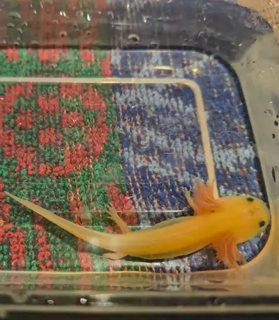 I have some beautiful young axolotls a mix of GFP and non GFP all are well taken care of there eatin...