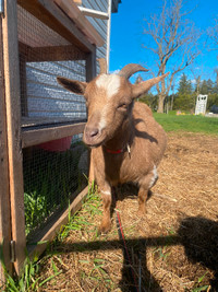 Scheduling for new time slots for baby goat cuddles