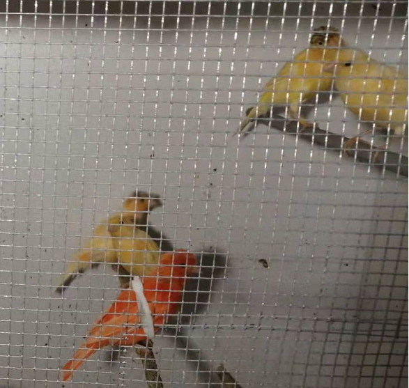 Healthy Yellow Canary in Birds for Rehoming in City of Toronto - Image 3
