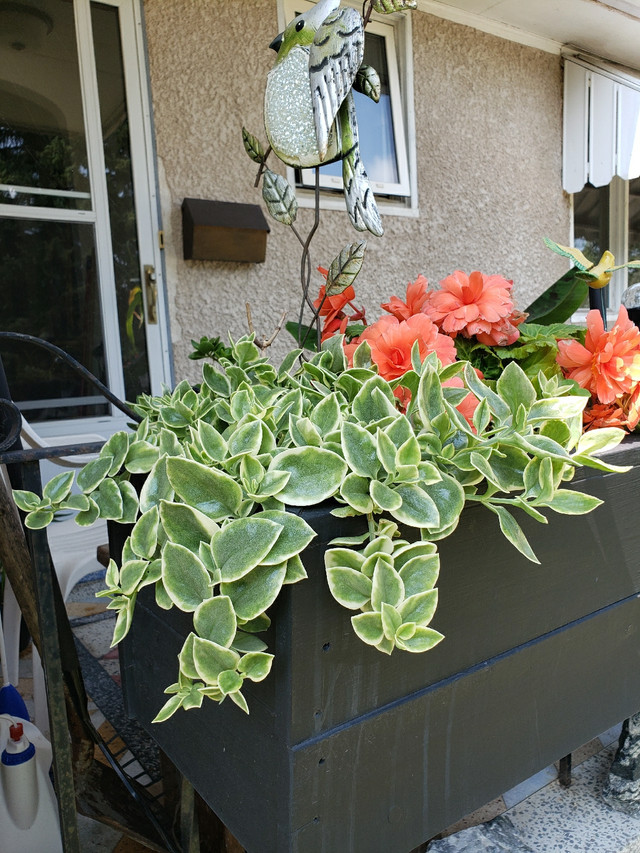 HOUSE PLANTS FOR SALE MONTH OF SEPT in Garage Sales in Winnipeg - Image 2