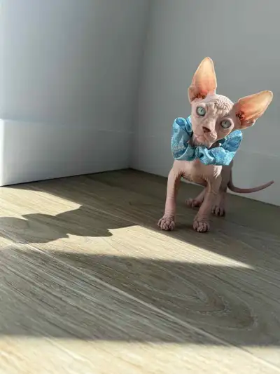 Magnifiques chatons sphynx, View more