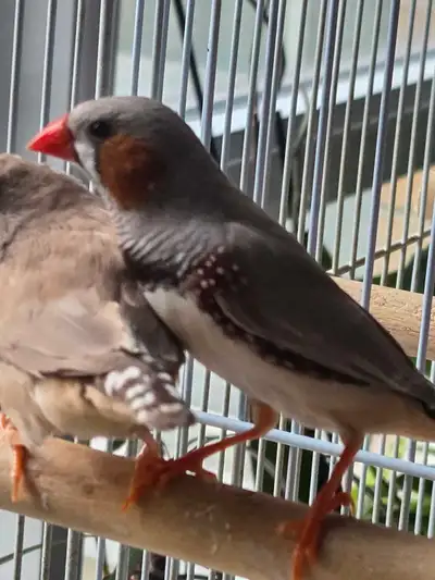 PAIR OF ZEBRA FINCHES , View more