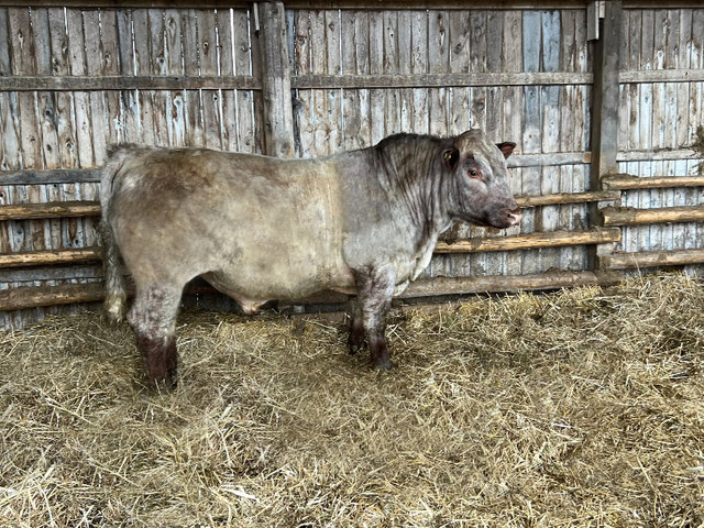 Shorthorn Bulls in Livestock in Sudbury