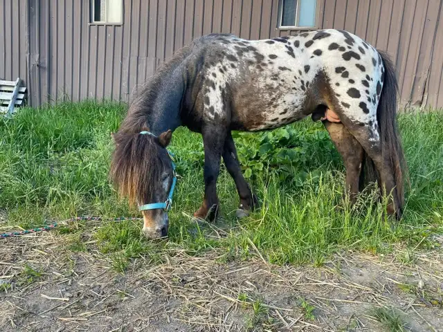 Horse Camp (July/August)514440161102417925