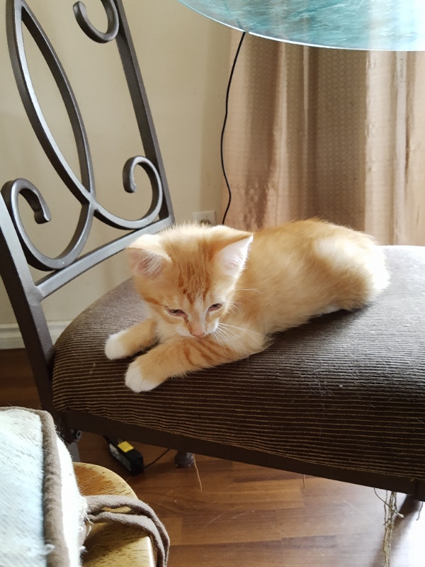 Male Ginger half Manx Kitten. Cats & Kittens for Rehoming Edmonton