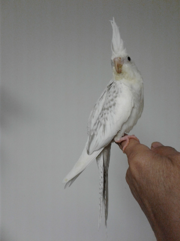 HAND RAISED BABY COCKATIEL FOR SALE Birds for Rehoming City of Toronto Kijiji