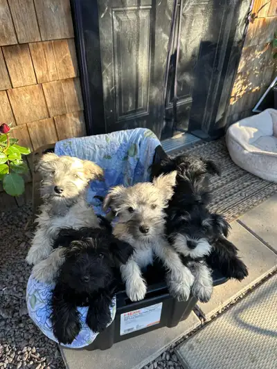 mini schnauzer puppies, View more