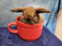 EXTRAODINAIRE BÉBÉ LAPIN BÉLIER Hollandais * Holland lop bunny City of Montréal Greater Montréal Preview