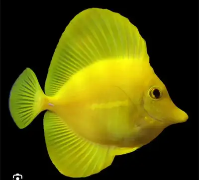 This vibrant and healthy Yellow Tang (Zebrasoma flavescens) has been fully quarantined and is ready...