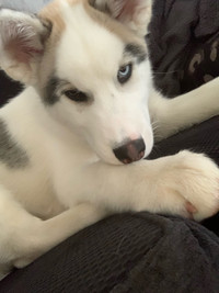 Selling 4 Month Old Bi-Eye Husky 