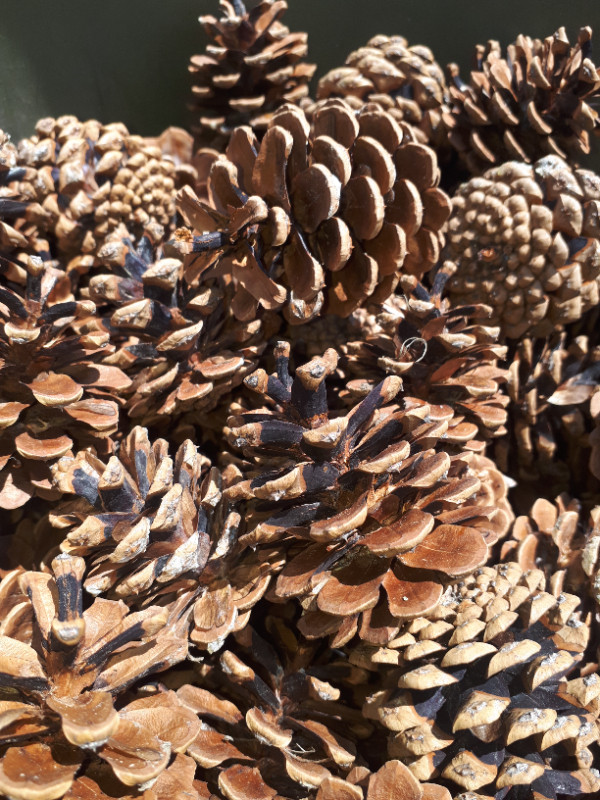 Pine Cones in Hobbies & Crafts in City of Toronto