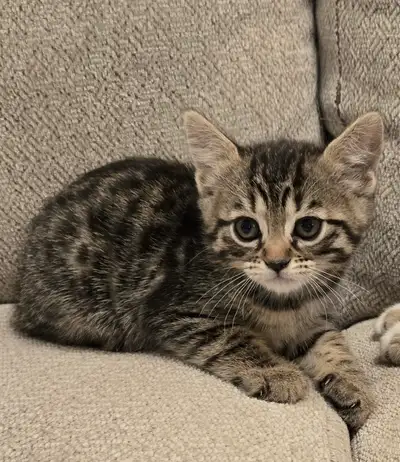 Bengal mix kitten, View more